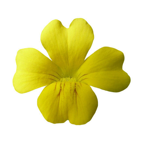 Annual floral plant - Magic Carpet - SAKATA ORNAMENTALS EUROPE A/S - yellow / for flower beds / to cut