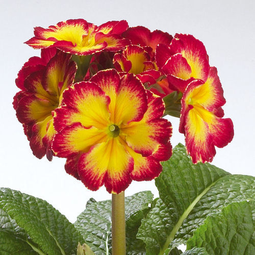 Annual floral seed - Fire - SAKATA ORNAMENTALS EUROPE A/S - biennial / yellow / red