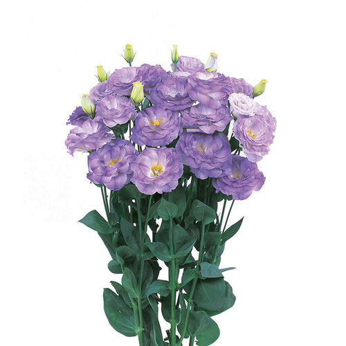 Purple floral seed - Robella - SAKATA ORNAMENTALS EUROPE A/S - white / to cut / indoor