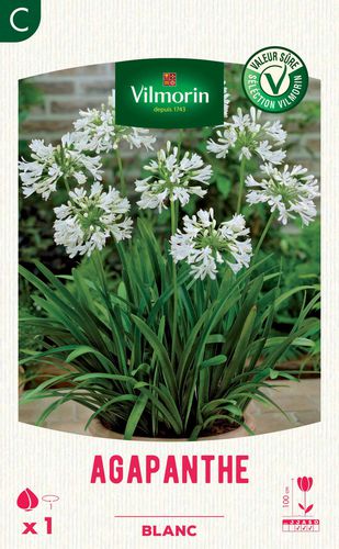 Perennial floral plant - Agapanthe  - Vilmorin Jardin (Vilmorin Garden/ VDB) - white / for pots / for flower beds