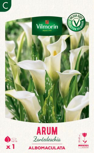White floral plant - Arum Zantedeschia Albomaculata - Vilmorin Jardin (Vilmorin Garden/ VDB) - to cut / for garden / for pots