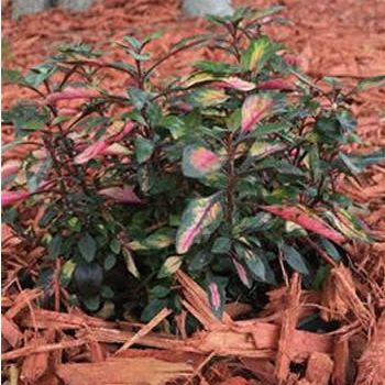 Perennial floral plant - Alternanthera 'Red Carpet - AG 3 Inc - for flower beds / for gardens / for pots