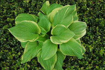Perennial green plant - Hosta 'Fragrant Bouquet' - AG 3 Inc - for flower beds / for garden