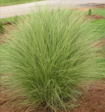 Perennial green plant - AG 3 Inc - for flower beds / for garden