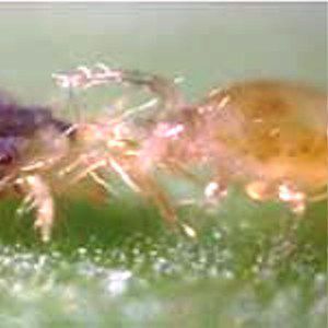 Against Thrips mite - Anderline - Bioline Agrosciences Inc/Bioline Canada Inc - against mites / other / adult