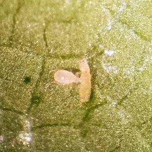 Against Thrips mite - Montyline - Bioline Agrosciences Inc/Bioline Canada Inc - against mites / against whiteflies / other
