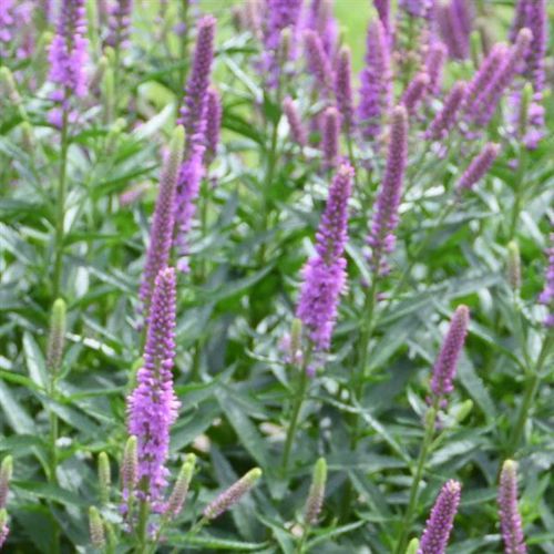 Perennial floral plant - Veronica Leia - Darwin Perennials - purple / for garden / for attracting butterflies