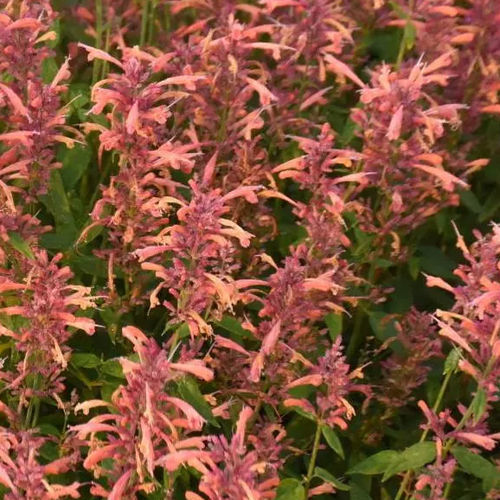 Perennial floral plant Agastache Guava Lava Darwin Perennials