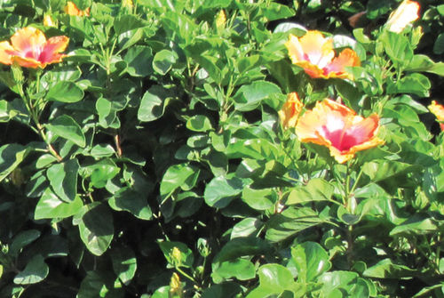 Flower bed flowering shrub - Hibiscus Bush Fiesta - K&M Nursery - mix of colors
