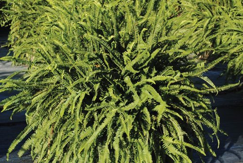 Perennial green plant - Kimberly Queen Fern - K&M Nursery - for gardens