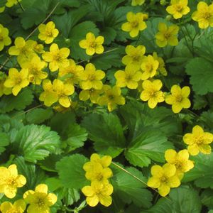 Perennial floral plant - Geum fragarioides - North Creek Nurseries Inc - yellow / for garden / for flower beds