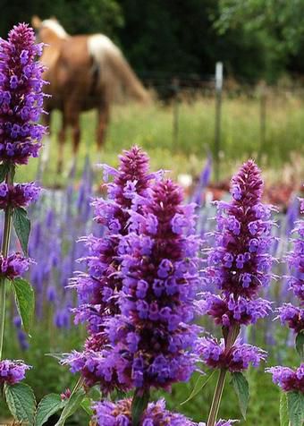 Perennial floral plant - Agastache Blue Boa - Pacific Plug & Liner - blue / purple / for garden