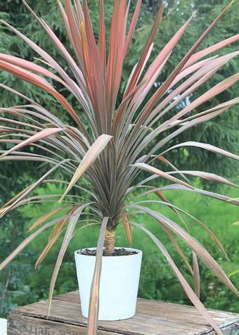 Perennial green plant - Coral - Pacific Plug & Liner - for pots / for gardens