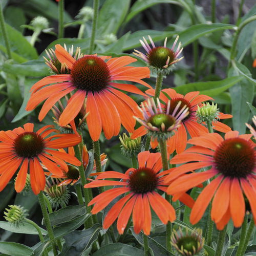 Orange floral plant - JULIA - Plants Nouveau - for garden / for ...