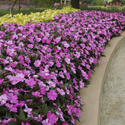 Annual floral plant - SUNPATIENS® COMPACT - Sakata Seed America Inc - pink / white / purple