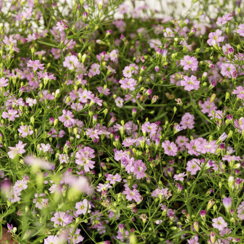 Annual floral plant - GYPSY - Sakata Seed America Inc - white / pink / for flower beds