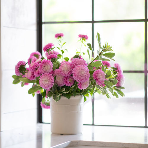 Annual floral plant - Azumi XL - Sakata Seed America Inc - red / white / pink