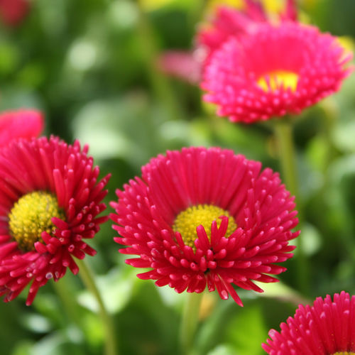 Perennial floral plant - Galaxy - Sakata Seed America Inc - annual / red / white