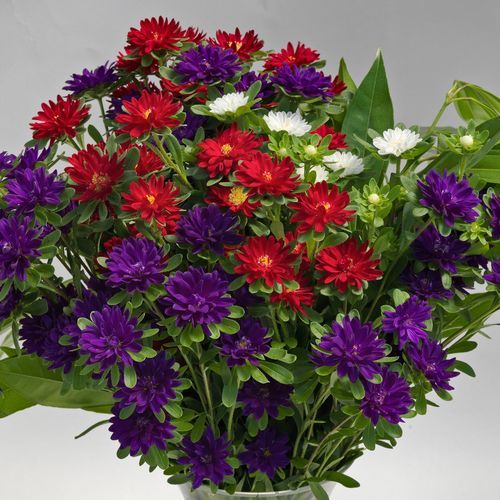 Annual floral plant - Serenade - Sakata Seed America Inc - red / white / yellow