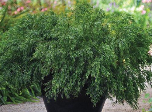 Pot shrub - Acacia Cousin Itt - Star® Roses and Plants