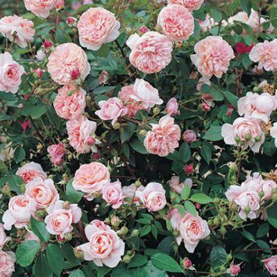 Pink floral plant - Colette™ - Star® Roses and Plants - for garden / climbing plants / fragrant