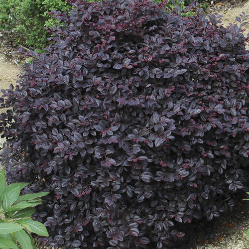 Flower bed flowering shrub - Cerise Charm™ Loropetalum - Star® Roses and Plants - red flowers