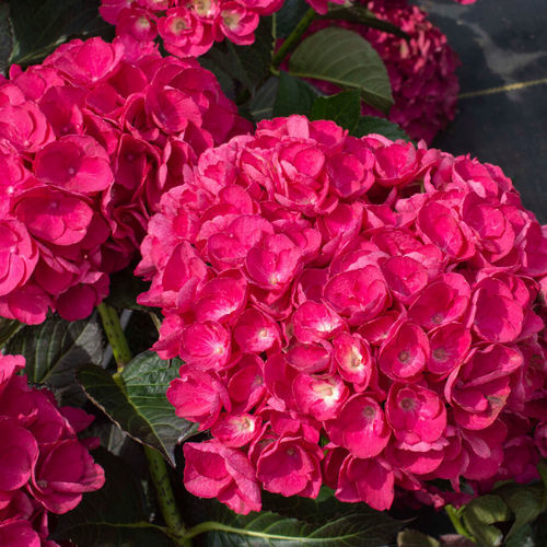 Pot flowering shrub - Akadama® Hydrangea - Star® Roses and Plants - pink flowers