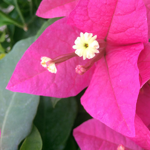 Perennial floral plant - Rjnstar Pink - Vista Farms - pink / climbing plants