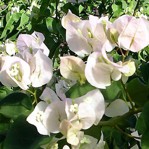 Perennial floral plant - Vera White - Vista Farms - white / climbing plants