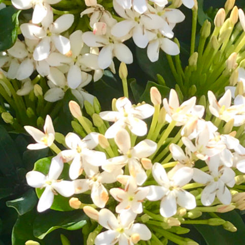 Pot flowering shrub - VF Maria ® - Vista Farms - for flower beds / white flowers