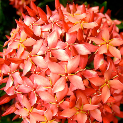 Pot flowering shrub - Dwarf Red - Vista Farms - for flower beds / red flowers