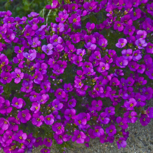 Perennial floral plant - Arabis caucasica 'Lotti Deep Rose' - Walters Gardens Inc - pink / purple / for gardens