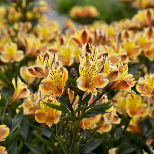 Perennial floral plant - Alstroemeria Summer Breeze - Walters Gardens Inc - yellow / mix of colors / for garden