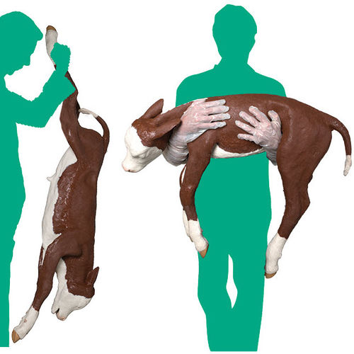 Dystocia veterinary simulator - Veterinary Simulator Industries Ltd. - trauma / care / cow