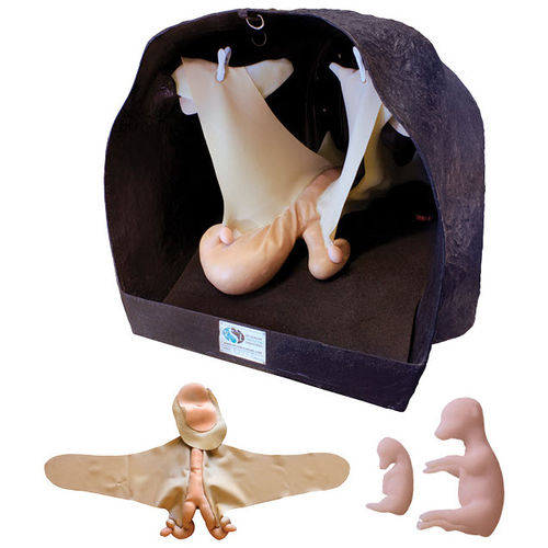 Pregnancy veterinary simulator - Veterinary Simulator Industries Ltd. - for theriogenology / palpation / cow