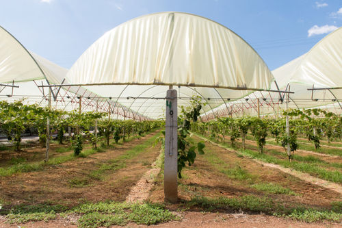 Row cover sheeting - Anigold 200T - ANIPLAST Srl - plastic / polyethylene / LDPE
