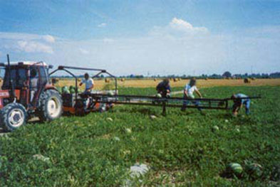 Trolley conveyor - MONTEFIORI Srl - harvesting / belt