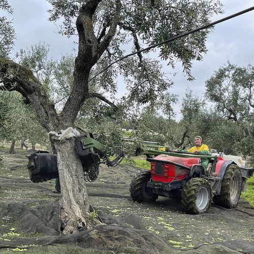 Fruit tree shaker - TF80 - SICMA srl - mounted / hydraulic