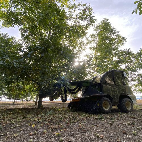 Nuts trunk shaker - B411 INTENSIF - SICMA srl - self-propelled / hydraulic