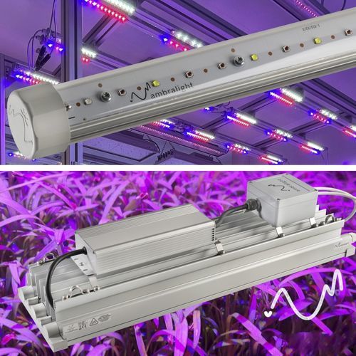 Greenhouse light - Aquila + Elettra - Ambralight - for aquaculture / vertical growth system / LED
