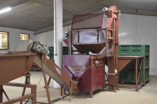 Walnut shelling machine - Serie STR - MAQUINARIA AGRICOLA SEGUES, SL - with sizer