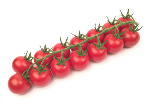 Red cherry tomato - HTL1606008 - Axia Vegetable Seeds - fusarium 