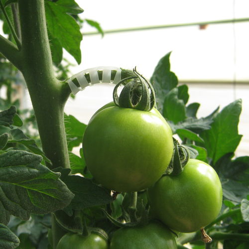Plastic plant support clip - Simonetti Adamo S.R.L. - for tomatoes
