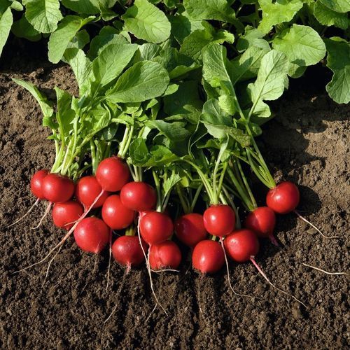 Spring radish seed RUDOLF Bejo Zaden B.V.