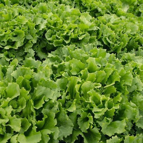 Early chicory seed - OLMOS - Bejo Zaden B.V. - bolting resistance