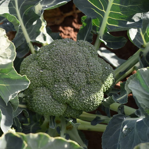 Powdery mildew resistant broccoli seed - Babilon F1 - Hazera - autumn ...