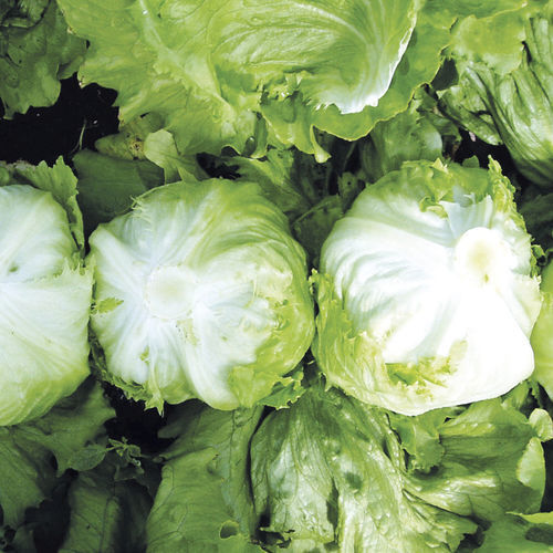 Lettuce seed Soleison Hazera