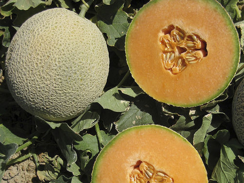 Fusarium resistant melon seed - Navigator - HM.CLAUSE - powdery mildew resistant