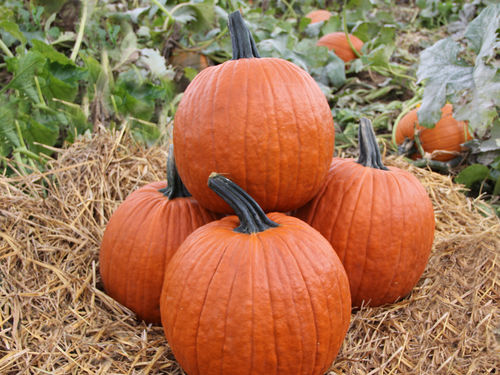 Powdery mildew resistant pumpkin seed - Gladiator - HM.CLAUSE - hybrid
