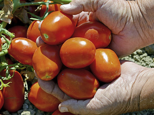 Red tomato seed - HM 9905 - HM.CLAUSE - early / fusarium resistant